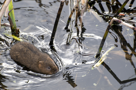 Water vole © Dave Foker