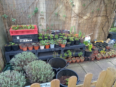 Propagation - pots stacked on a garden shelf 