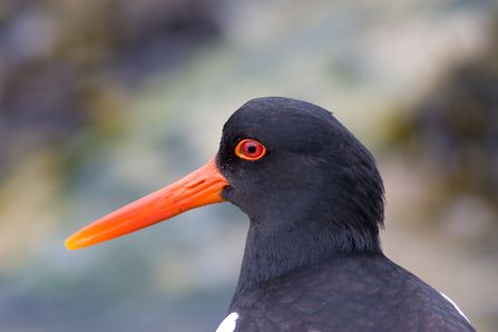 Oystercatcher