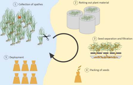 Overview of the reseeding process in the Solent seagrass restoration project 