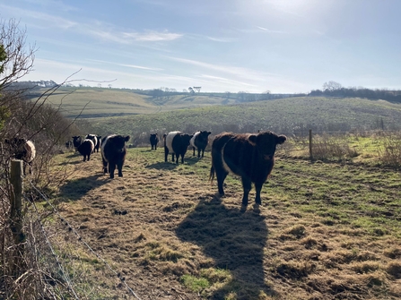 Belted Galloways on Wilder Nunwell