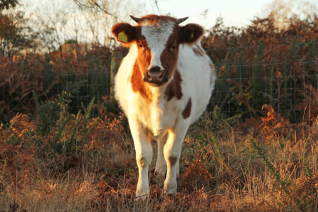 Brown and white shetland cow looking at camera