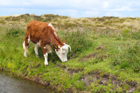 Brown and white hereford cow grazing on grass next to a river