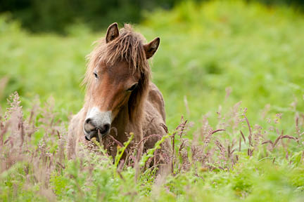 Exmoor Pony eating
