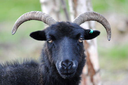 Black Hebridean Sheep looking at camera 
