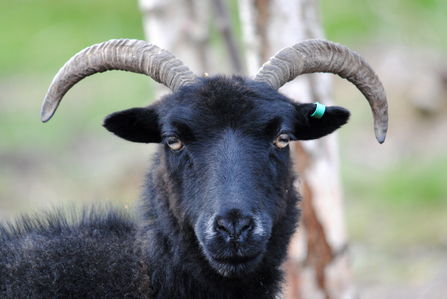 Black Hebridean Sheep looking at camera