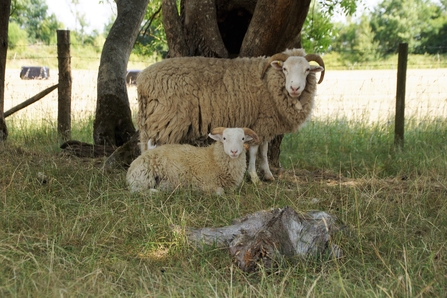 Shetland sheep and lamb looking at camera