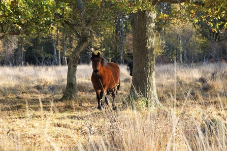 New Forest Pony at Hook Common Nature Reserve 