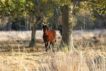 New Forest Pony at Hook Common Nature Reserve 