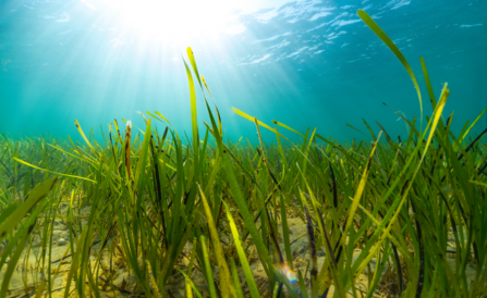 seagrass