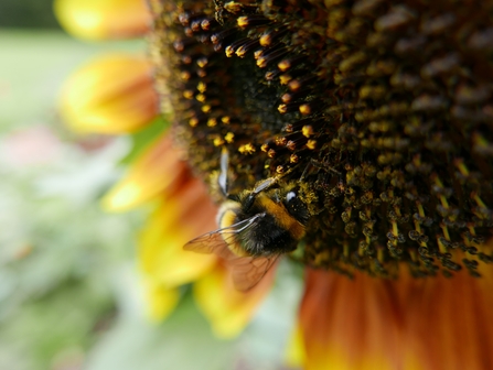 sunflower and bee