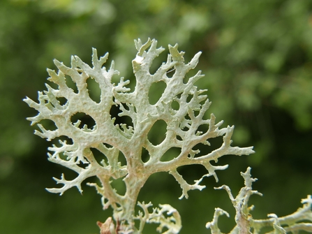 Lichen