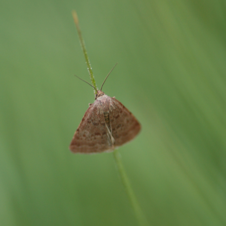 Reddish Buff Moth on plant stem