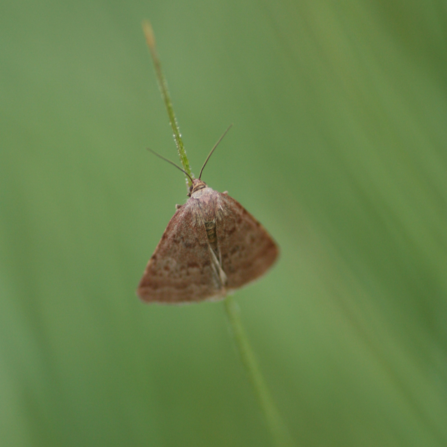 Reddish Buff Moth on plant stem 