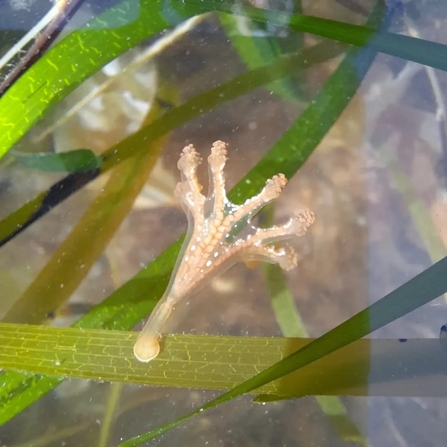 White stalked jellyfish on seagrass spathe