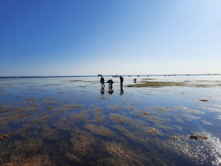 Three volunteers wading in a seagrass meadow collecting seed