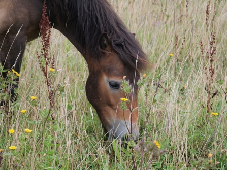 Exmoor Pony grazing in field