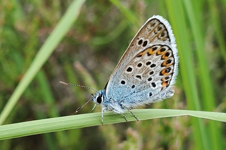 Silver Studded Butterfly