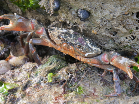 Crab holding pincers up 