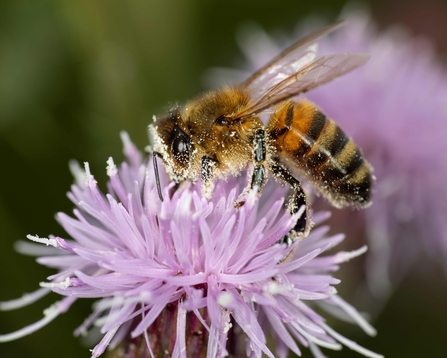 a bee gathers pollen from a purple flower