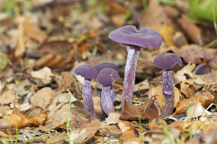 Amethyst Deceiver