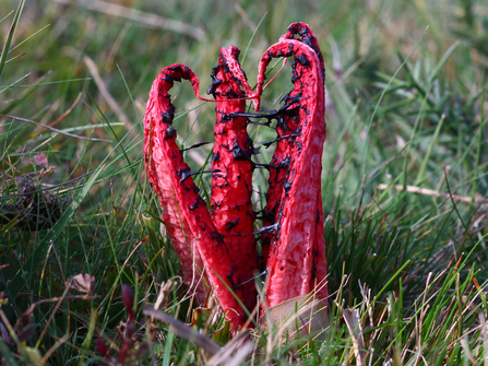 Devil's fingers fungus with a grass background