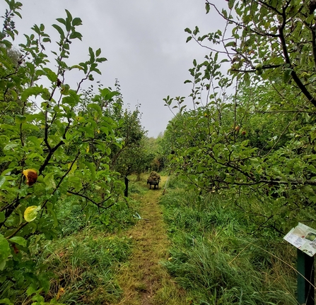 Wicor Primary School Orchard © Louise Moreton