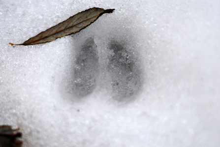 Deer hoof print in snow