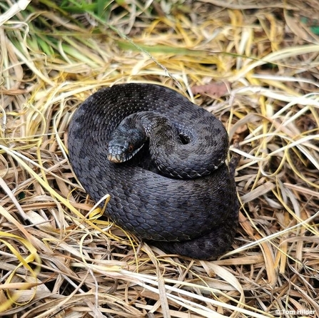 A male black adder coiled on a nest of dry grass faces the camera