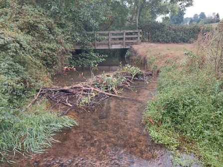 Beaver dam in river made up of branches and bits of trees. Walkway bridge and trees in background.