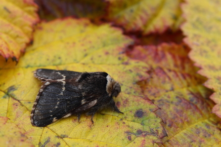 December moth on sea of yellow leaves. 