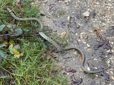 A large grass snake crossing a muddy path