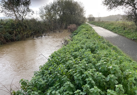 Cycle track, green nettles on river bank and brown river