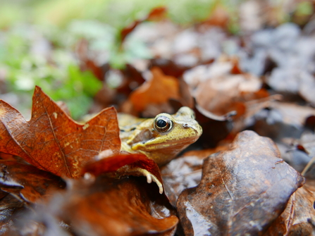 Common Frog poking its head around an orange leaf on the ground