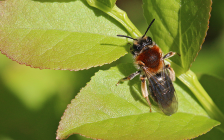 Early mining bee on green leaves