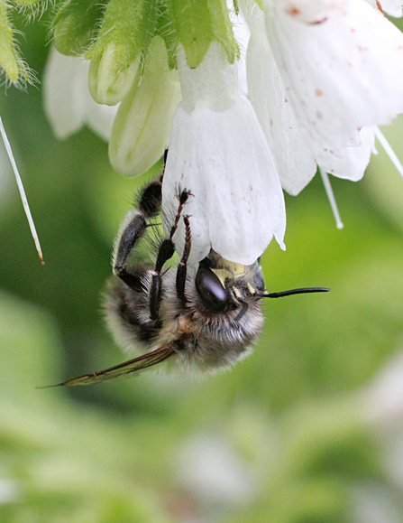 Hairy footed flower bee hanging up-side down on a white flower