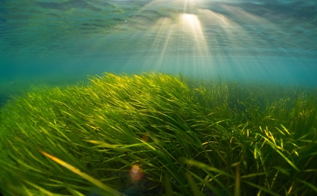 A large seagrass meadow underwater with light rays breaking through the surface of the sea