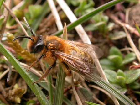 Tawny mining bee on blades of grass