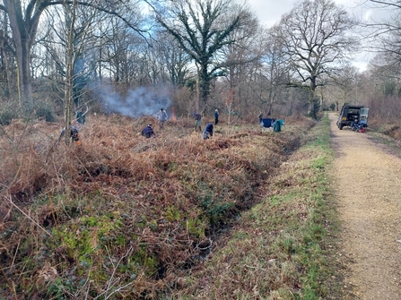 a group of volunteers coppicing amongst the bracken at Pamber Forest