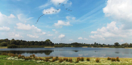 Birds in flight Testwood Lakes