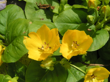 2 yellow creeping jenny flowers in the middle of the frame with their green leaves behind them