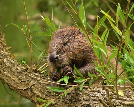 A beaver standing over a branch eating a leaf. 