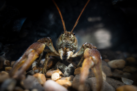 White-clawed crayfish in tank