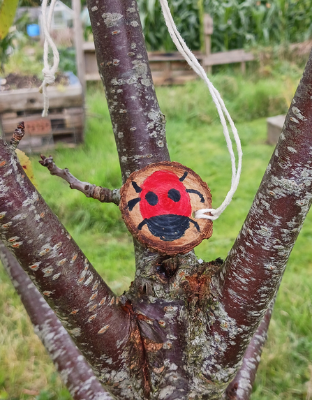 A circular 'wood cookie' hanging from a tree with a painted ladybird on it. 