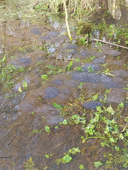A wild pond area covered with frog eggs 