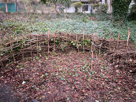  A dead hedge around a garden area covered with various green groundcovers.