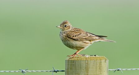 skylark