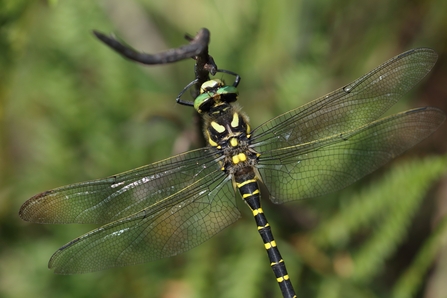 close up of a golden ringed dragonfly perched on a stick 