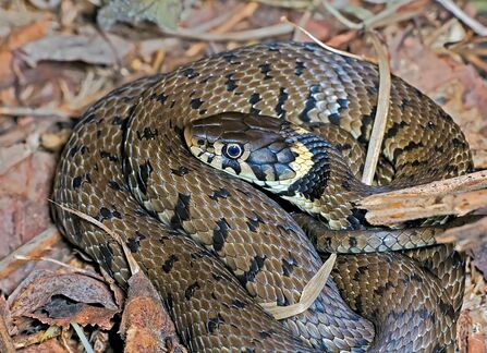 Grass snake in leaves