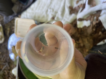 A micro moth in a plastic container 